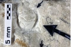 Foto (Detailansicht) von Pithonoton marginatum (von Meyer, 1842) (NHMW-GEO-1990-0041-0019)